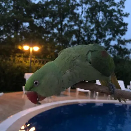 Natura Zambak