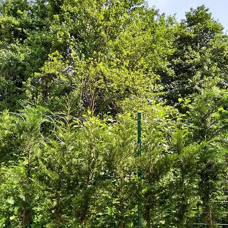 Natura Zambak Sapanca